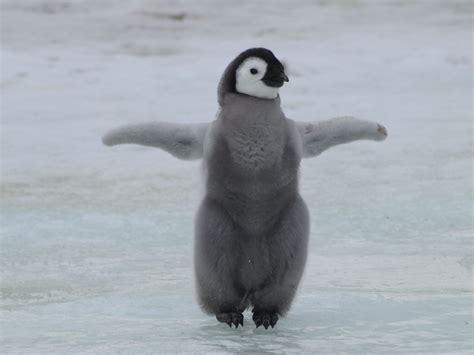 here & now › pinguin