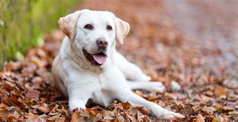 Las 10 mejores razas de perro para convivir con niños