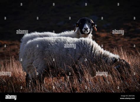 Sheep In The Peak District Hi Res Stock Photography And Images Alamy