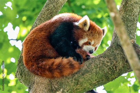 The red panda, Ailurus fulgens, also called the lesser panda. Stock ...