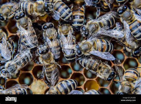 Fotografia macro di api. La danza del miele delle api. Api in un ...