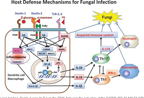 Figure 1 From Dectin 1 And Dectin 2 In Innate Immunity Against Fungi Semantic Scholar