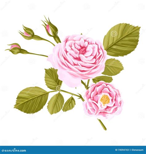 Gezeichnete Rose Des Aquarells Hand Lokalisiert Auf Wei Em Hintergrund