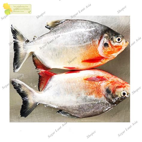 Jual Ikan Bawal Segar Ikan Bawal Tawar Fresh Shopee Indonesia