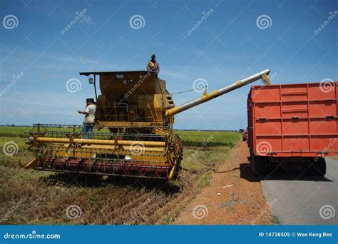 Paddy After Harvesting .Background Of Paddy . Stock Image | CartoonDealer.com #168146533