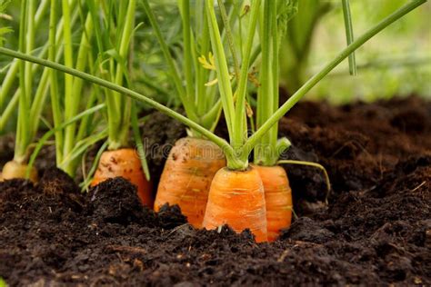 Fresh Carrots In The Garden Roots Close Up Stock Photo Image Of Large