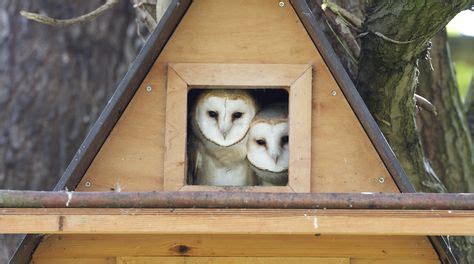 24 Barn Owl Box ideas | owl box, barn owl, owl