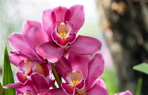 The Meaning Behind Different Color Orchids Cymbidium Orchids Types