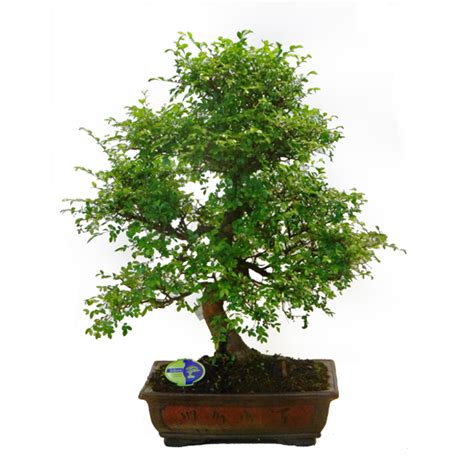 Бонсай Японский вяз огромный - купить в Санкт-Петербурге: цена, фото ...