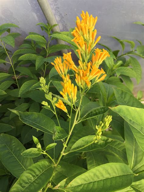 Cestrum Aurantiacum Night Blooming Jasmine Orange Cestrum Orange