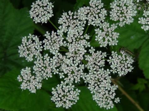 Ground Elder Goutweed Bishops Weed Aegopodium Podagraria