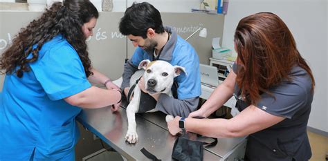 Hospital Veterin Rio De Alvalade A Arca De Rita Veterinaria Atual