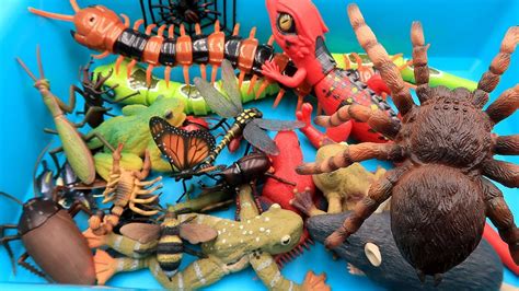 Best Insect Toys For Kids Learn Insect & Bugs Education Video! RC