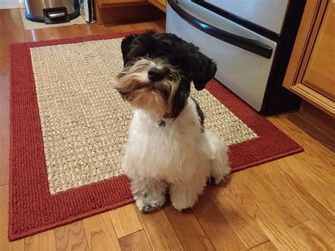 Abby our black and white parti Mini Schnauzer. | Mini schnauzer, Black ...