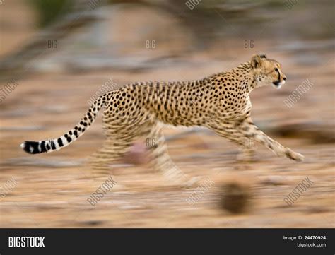 Running Cheetah Image & Photo (Free Trial) | Bigstock