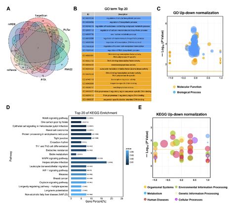 Figure 2 From An Mirna Mrna Integrative Analysis In Human Placentas And Mice Role Of The Smad2