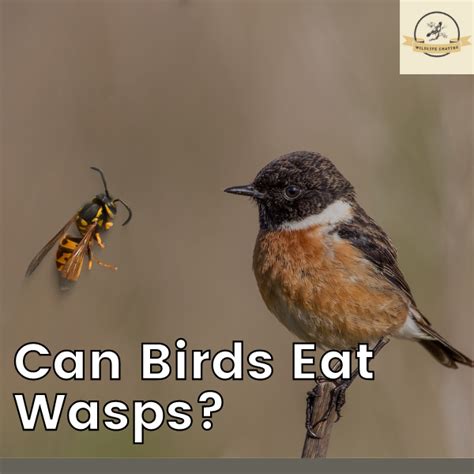 Can Birds Eat Wasps Do They Sting