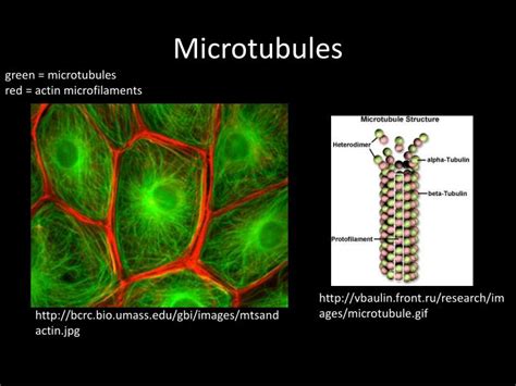 Ppt Microtubules Powerpoint Presentation Free Download Id 3453119