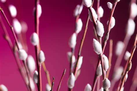 90 000 Pussy Willow Background Pictures