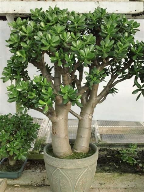 Growing Jade Plants Okejely Garden Plant