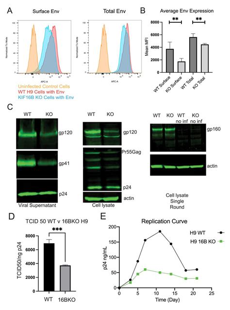 Tzm Bl Cells Ocera Inc Bioz