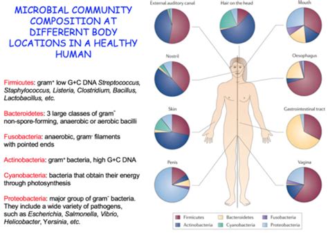 The Human Microbiome Flashcards Quizlet