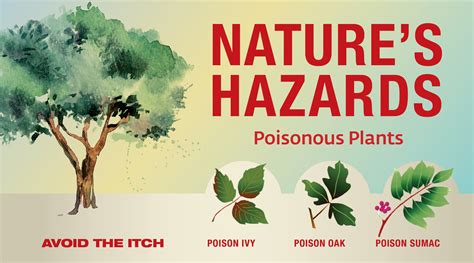 Natures Hazards Poisonous Plants Wright Patterson Afb Article Display