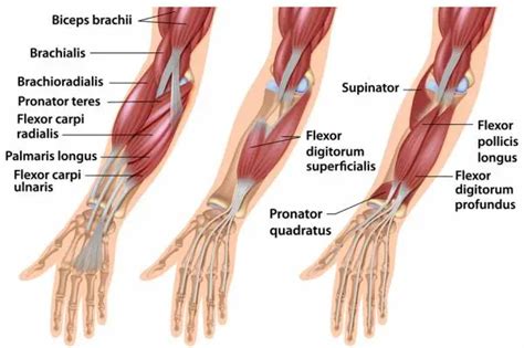 Muscles Of Forearm Anterior And Posterior Compartment