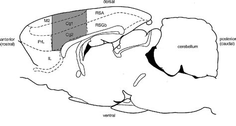 Figure 1 From Role Of The Anterior Cingulate Cortex In The Control Over