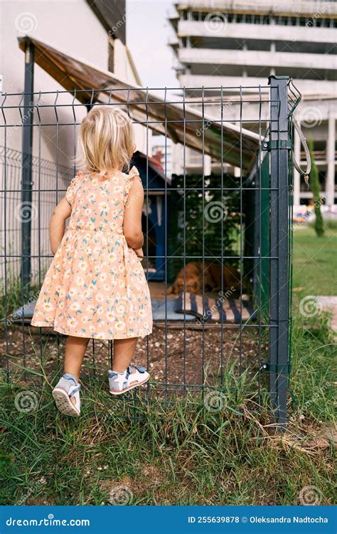 Little Girl Stands In Front Of An Aviary With A Sleeping Dog Stock