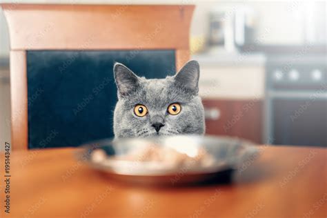 Cat Is Looking At Food Cat Watches Over The Food Sly Beautiful