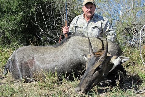 Nilgai Gallery - King Ranch Hunting