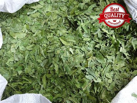 Neem Leaves Dried Pure 100% Organic | Etsy