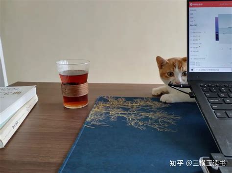 养猫记：猫需要人，还是人需要猫？ 知乎