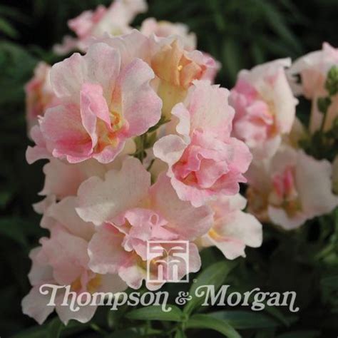 Antirrhinum Naked Twinny Appleblossom F Hybrid Naked Snapdragon