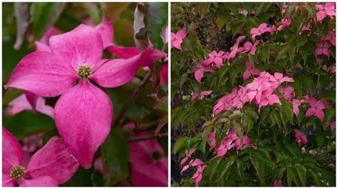 21 Different Types of Dogwood Trees & Their Identifying Features