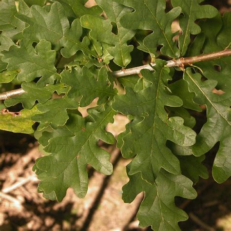 Quercus Robur Ch Ne P Doncul P Pini Res Lepage Bretagne Bord De Mer