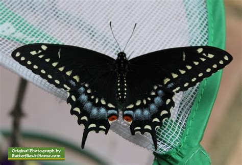 Butterfly Life Cycle Stages Explained Egg Caterpillar Chrysalis And Adult