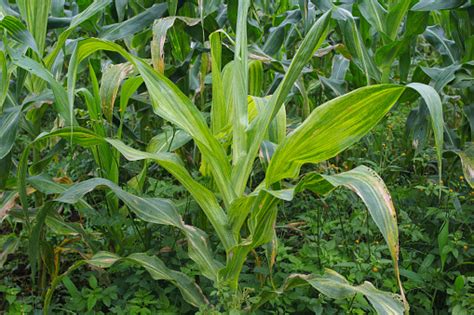 Pandangan Closeup Daun Jagung Berubah Menjadi Kuning Diserang Oleh