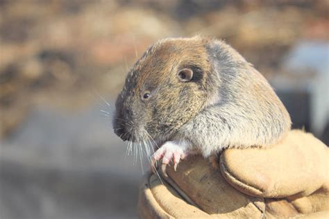 Gopher Habitat Might Halt Road | Nisqually Valley News