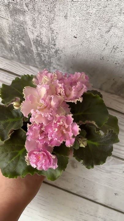 РМ-Саломея #фиалки #flowers #сенполии #сортовыефиалки #фиалка # ...
