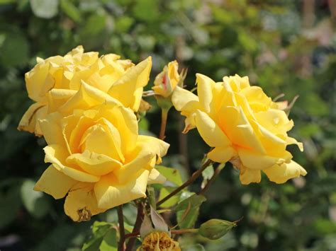 Landora (Landora®) – Top flora shop