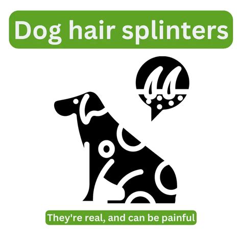 The Dog Hair Splinter: Removal and Prevention guide (2024)