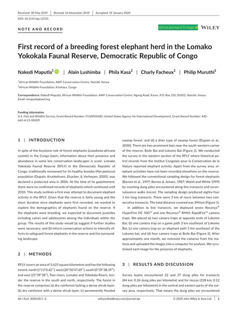 Pdf First Record Of A Breeding Forest Elephant Herd In The Lomako