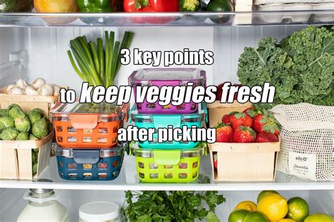 Happy Harvest 3 Ways Keeping Veggies Fresh After Picking From Garden