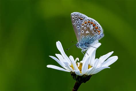 Butterflies on Flowers (in colour) - Flower photo contest | Photocrowd ...