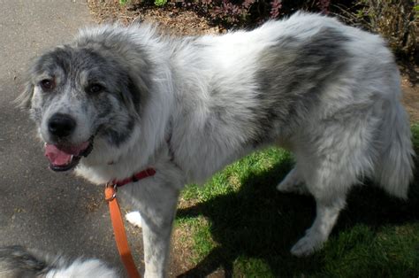 Colorado Great Pyrenees Rescue Community June 2011