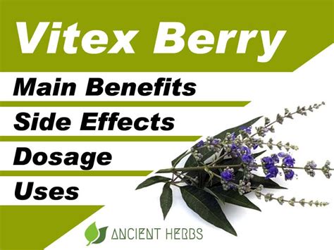 Vitex Berry Benefits Uses Dosage And Side Effects