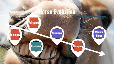 Horse Evolution by George Wei on Prezi