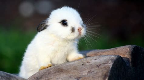 rabbits, nature, baby animals, HD Wallpaper | Rare Gallery